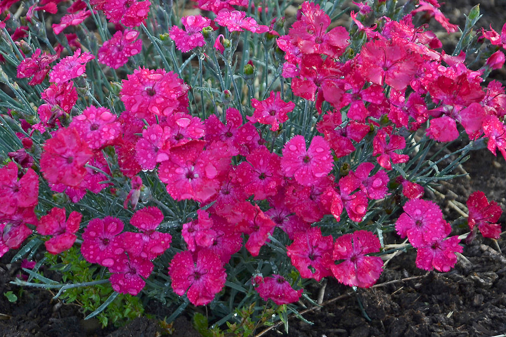 Paint the Town Magenta Pinks Dianthus Plant Addicts