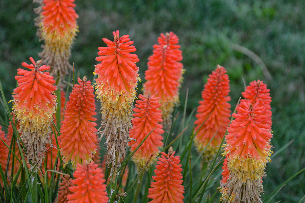 Pyromania Backdraft Red Hot Poker | Plant Addicts