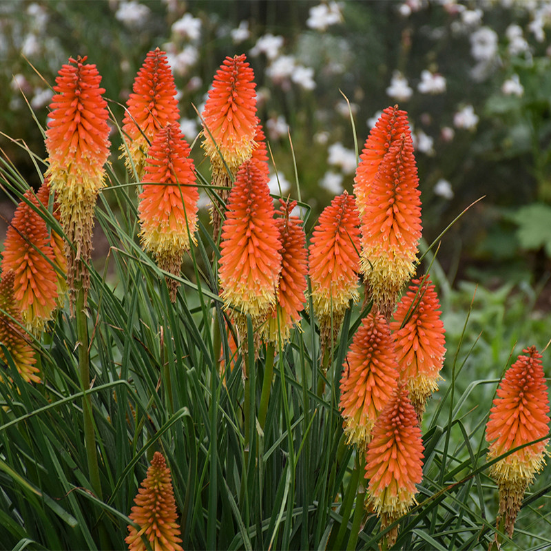 Pyromania Orange Blaze Red Hot Poker Plant Addicts
