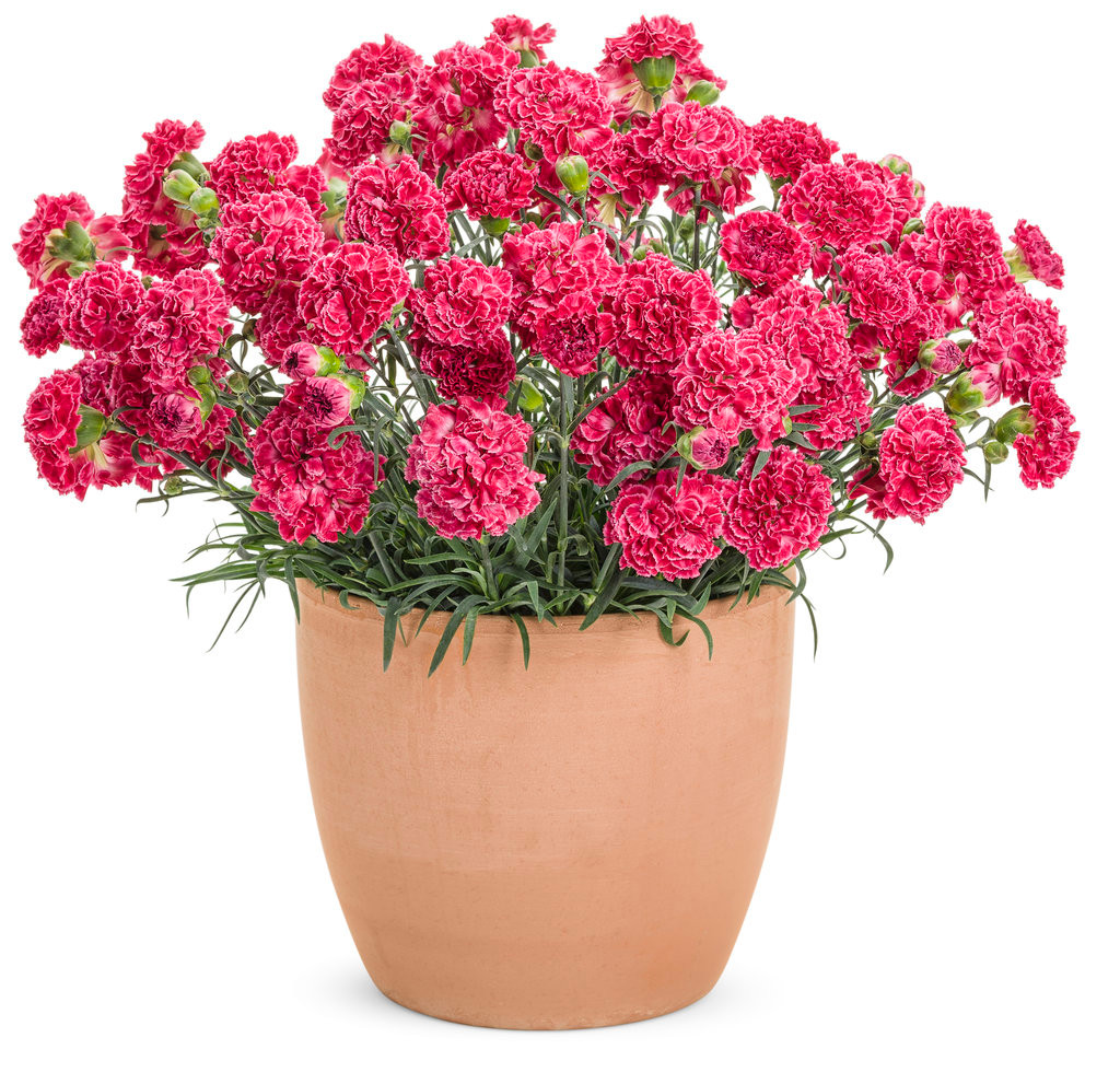 Fruit Punch® Raspberry Ruffles Pinks Dianthus | Plant Addicts
