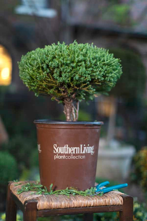 Pancake Arborvitae