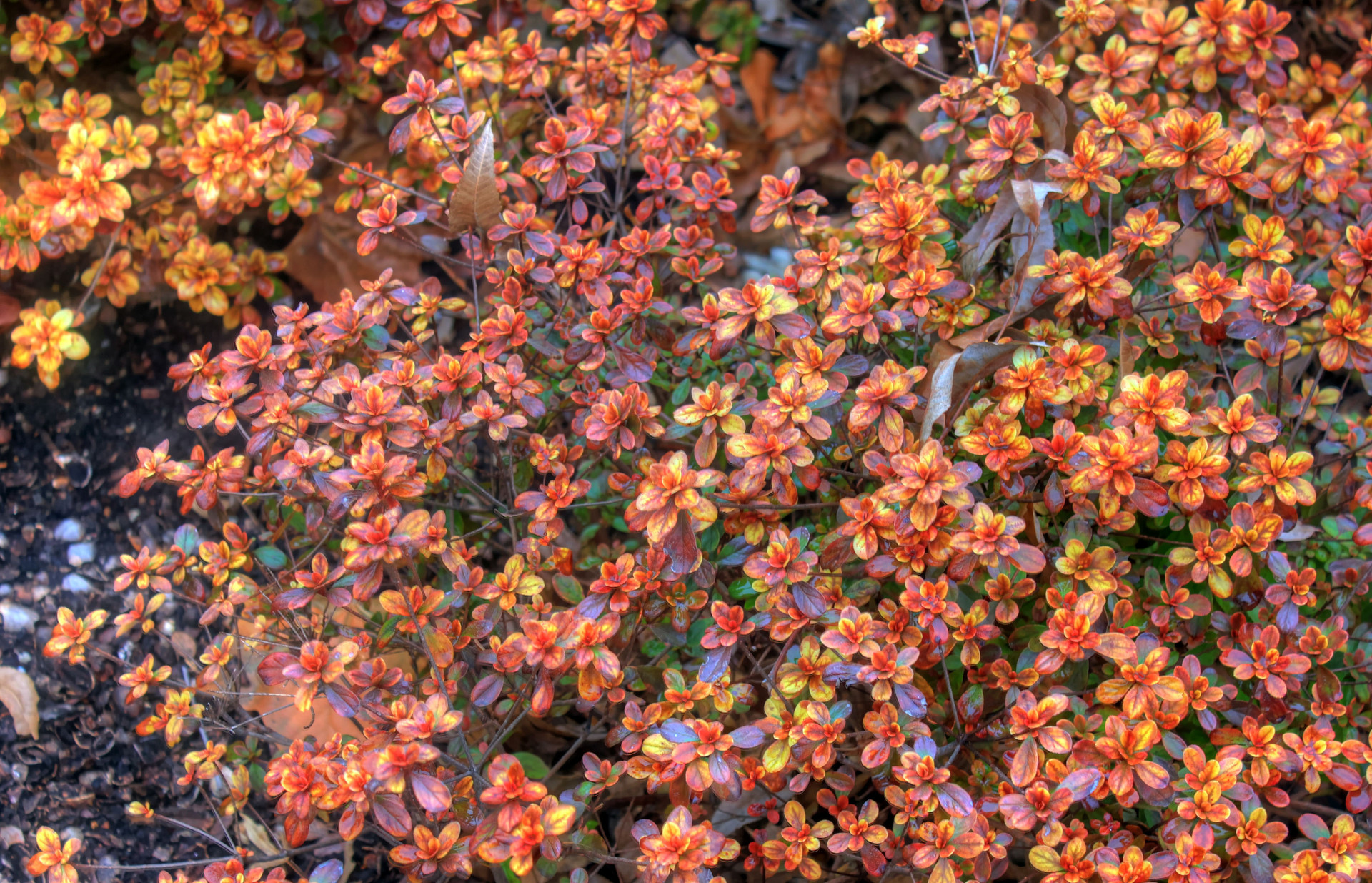 Hino-Crimson Azalea | PlantAddicts.com