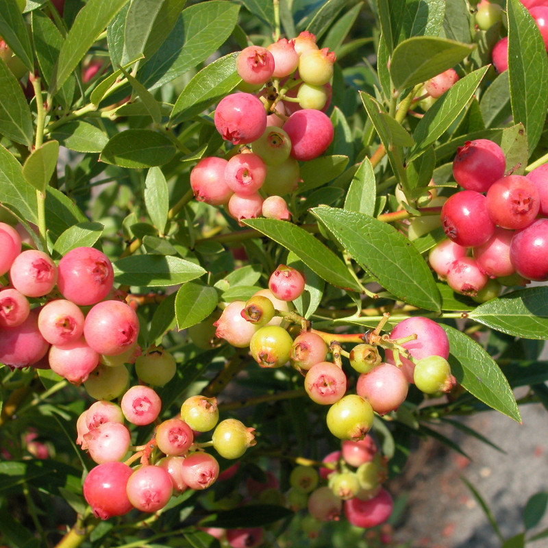 Pink Lemonade Blueberry Plants