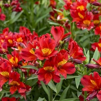 Summer Heat Peruvian Lily