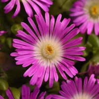 Delosperma Dancing Embers Ice Plant