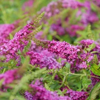 Buddleia Lo Behold Ruby Chip
