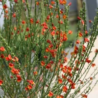 Scotch Broom