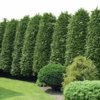 Green Giant arborvitae mature hedge