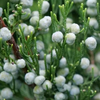 Gin Fizz Juniper berries and foliage