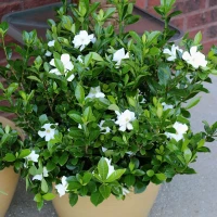 Flowering evergreen shrubs