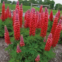 Westcountry Red Rum Lupine Foliage and Flowers
