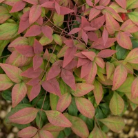 Nandina