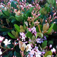 Indian Hawthorn