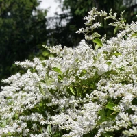 Privet