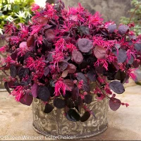 Jazz Hands Bold Loropetalum With Dark Foliage and Bright Flowers