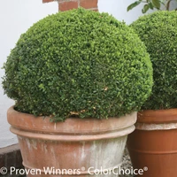 Sprinter Boxwood Shrub in Terracotta Pot