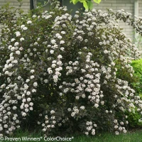 Fast growing ninebark shrub