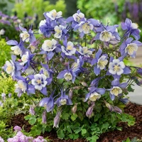 Earlybird Blue White Columbine Early Spring Compact Flowering Plant