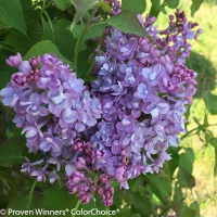 Scentara Double Blue Lilac Blooms