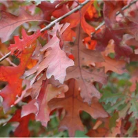 Oak Trees