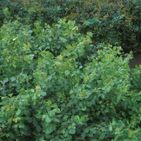 Sumac