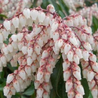 Pieris