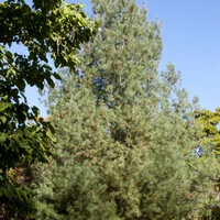 Fast Growing Trees