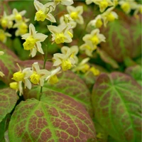 Yellow Barrenwort Blooms_and Leaves