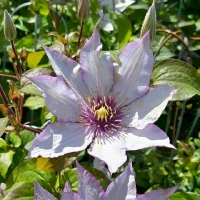 Samaritan Jo Clematis Pink Purple Flower