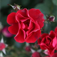 Miracle on the Hudson Rose Flower Close Up