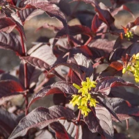 Nightglow Diervilla Shrub