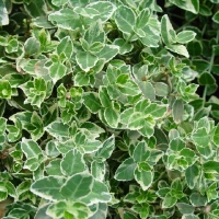 Emerald Gaiety Wintercreeper Variegated Foliage