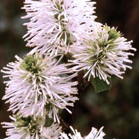 Dwarf Fothergilla Flower Petal Close Up