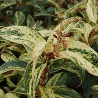 Leucothoe