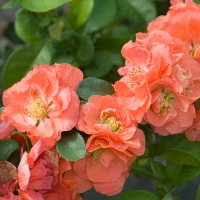 Double Take Peach Quince Blooms Up Close
