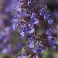 Walker's Low Catmint flower petals close up