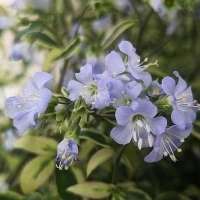 HStairway to Heaven Jacobs Ladder flower Close Up