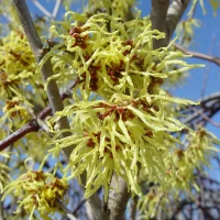 Witch Hazel