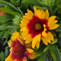 Spintop Red Starburst Blanket Flower Close Up