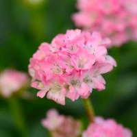 Armeria Dreameria Daydream flower close up