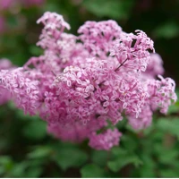 Lilacs