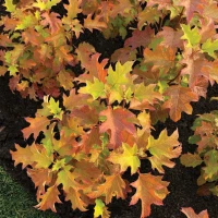 Toy Soldier Oakleaf Hydrangea Fall Foliage