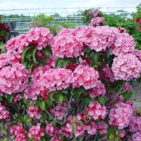 Mountain Laurel