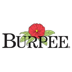 Burpee