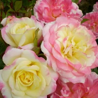 Multi Colored Roses