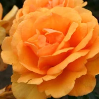 Orange Roses Orange Roses