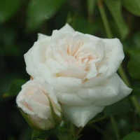 White Roses
