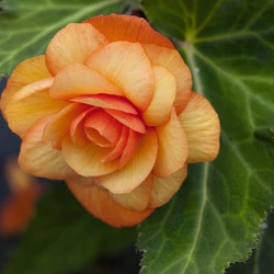 Begonia Plants