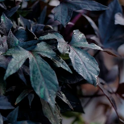 Sweet Potato Vine Plants