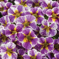 Calibrachoa Plants